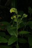 Nicotiana rustica RCP8-09 050.jpg